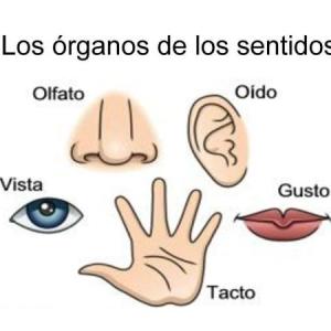 EL JUEGO DE LA OCA ÓRGANOS DE LOS SENTIDOS