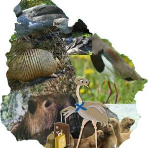 Biología: FAUNA DE LA PRADERA - uruguay, pradera, fauna, animales