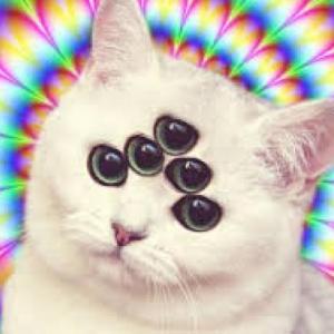 MI GATO ES...