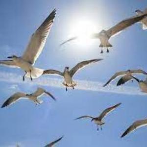 ANIMALES AEREOS