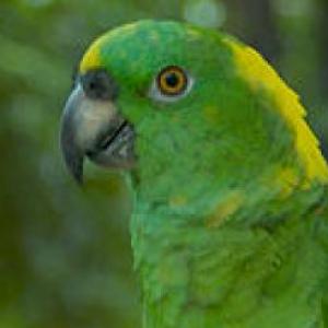 ANIMAL