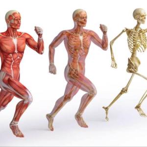 Funciones de protección, sostén y movimiento del cuerpo humano (piel, huesos, articulaciones y músculos).