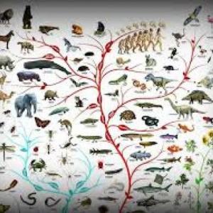 Preguntas básicas de evolución 