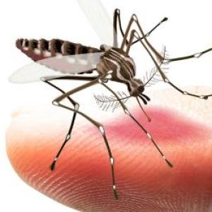 EL DENGUE