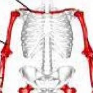 Organiza las partes del cuerpo