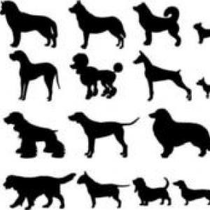 la cuerda del perro
