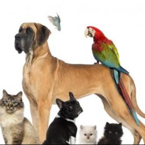 MEMOTEST DE ANIMALES