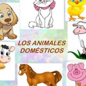 Animales Domestico