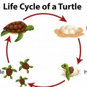Ciclo de vida de la tortuga