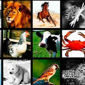 ENCUENTRA EL ANIMAL