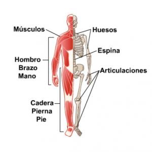 Musculillos y huesecillos