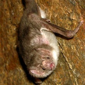 Mamiferos murcielagos