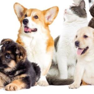 Animales