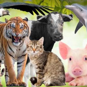 Clasificación de los animales