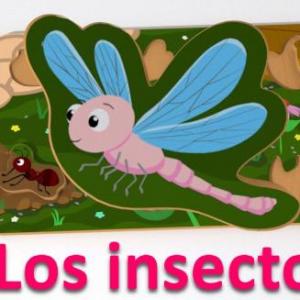 INSECTOS