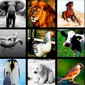 los animales