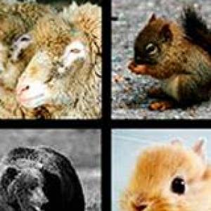 animales
