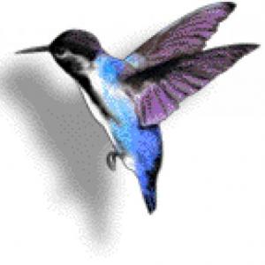 RECONOCIENDO AVES