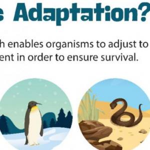 survival of individuals