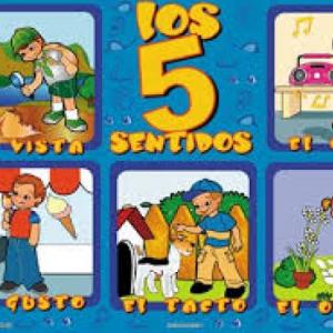 los organos del los sentidos