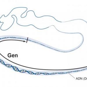 Conjunciones de Genes