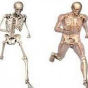 LA OCA DEL SISTEMA LOCOMOTOR