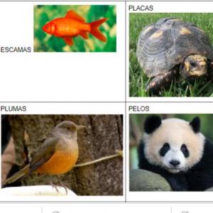 COBERTURA DE DIFERENTES ANIMALES