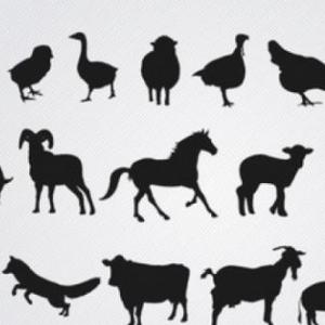 ¿QUÉ ANIMAL SOY?