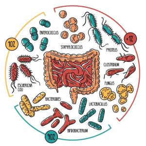 Microbiota normal