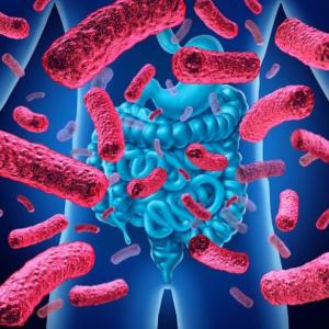 Microbiota normal