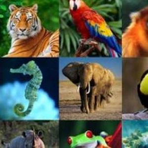 LOS ANIMALES