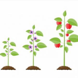 La reproducción en las plantas