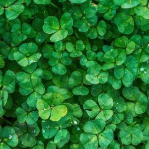 LAS PLANTAS Y SUS PARTES