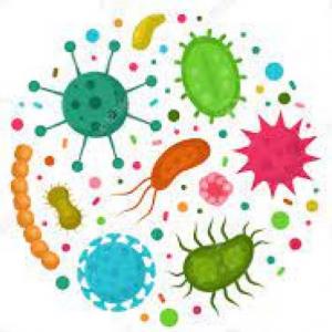 El reino bacteria