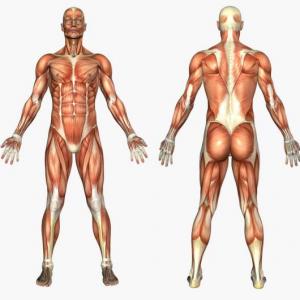 Músculos del cuerpo humano.