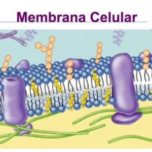membrana celular