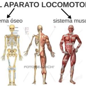 Aparato Locomotor