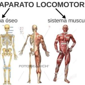 Aparato Locomotor