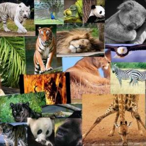 animales