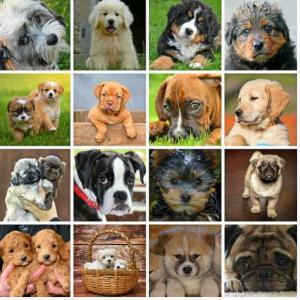 ¿Que raza de perro es?