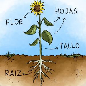 PLANTAS