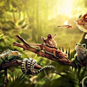 CONOCIENDO LA NATURALEZA