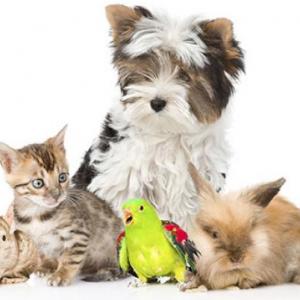 Portada del juego PETS – Idiomas