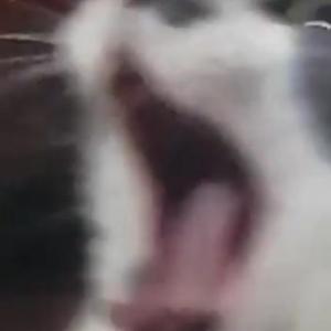 mascota