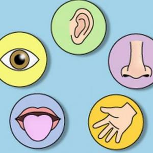 Recetores Sensoriales 