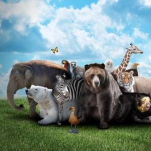 WHAT ANIMAL IS IT?