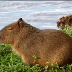 Coincidencias de animales
