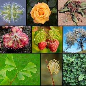 PARTES DE UNA PLANTA