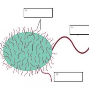 MEMORIA INGLESA BIOLOGICA