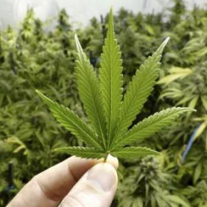 Cannabis, tipos y uso medicinal